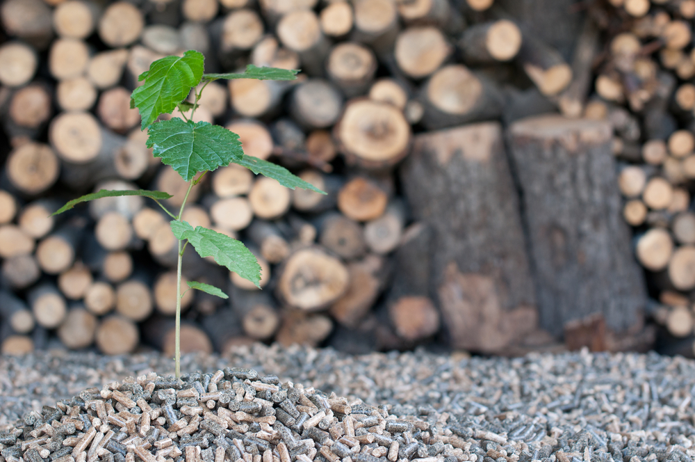 ¿Qué es la biomasa y cuáles son sus ventajas?